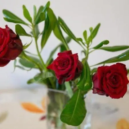 Olive - Comfort One Bedroom With Terrace And Sea View - Popolica 50 Mlini