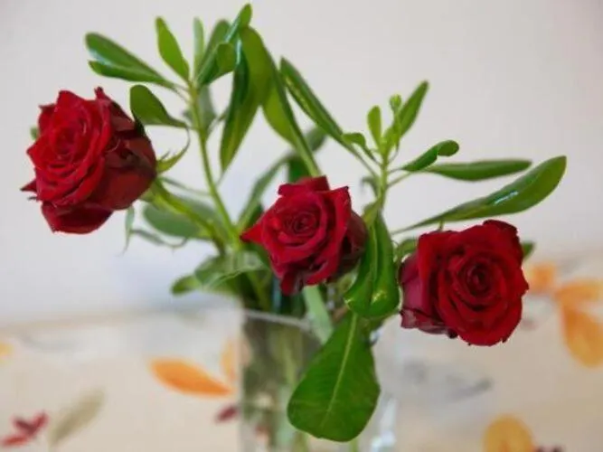 Olive - Comfort One Bedroom With Terrace And Sea View - Popolica 50 מליני